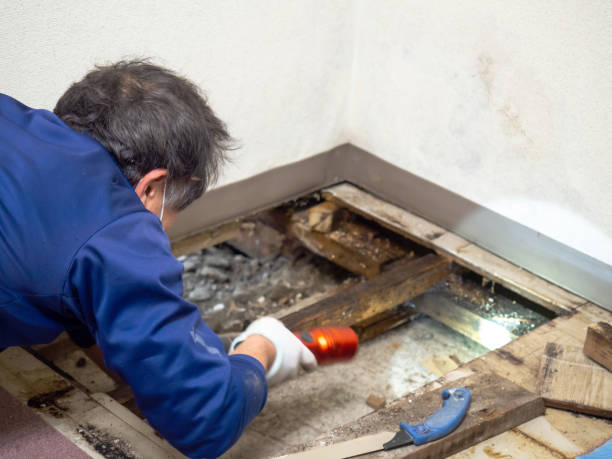 Certified Mold Removal in Battle Creek, NE