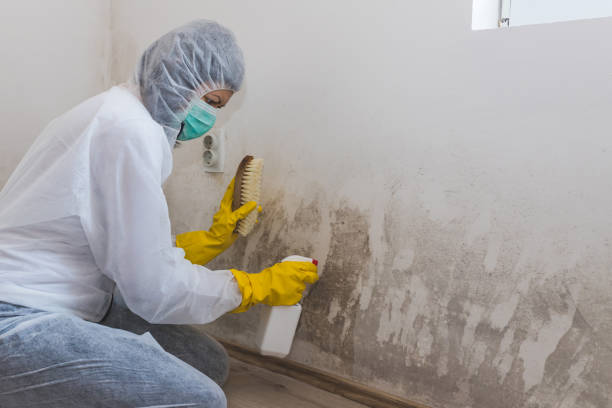 Best Certified Mold Removal  in Battle Creek, NE