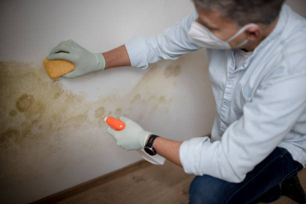Mold Testing and Removal in Battle Creek, NE