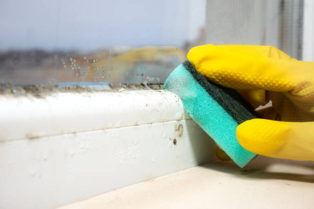 Professional Mold Removal in Battle Creek, NE