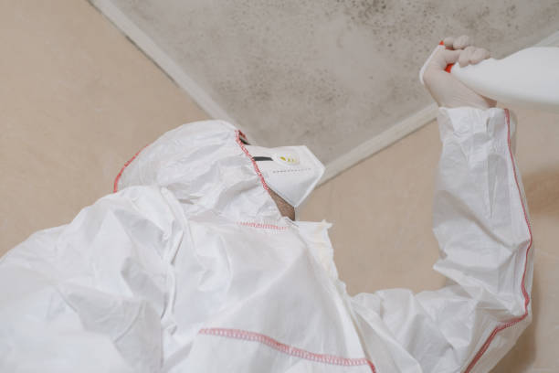 Best Black Mold Removal  in Battle Creek, NE