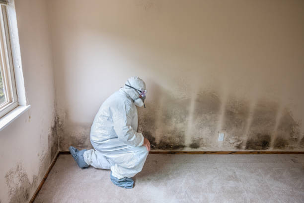 Best Emergency Mold Removal  in Battle Creek, NE